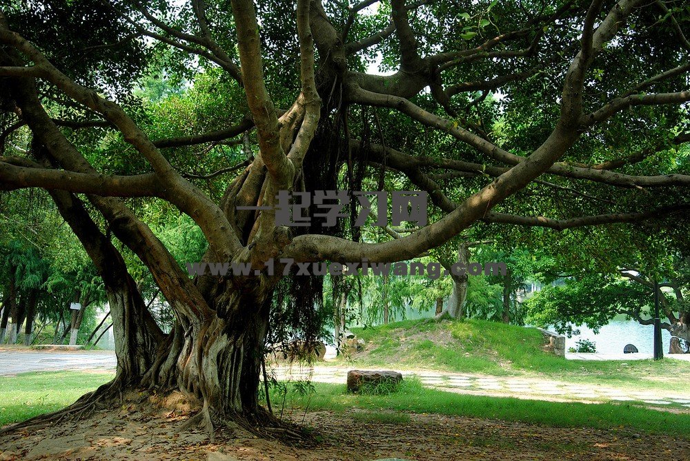 温州那棵古榕树