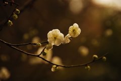 脆弱的不是人心,而是花朵